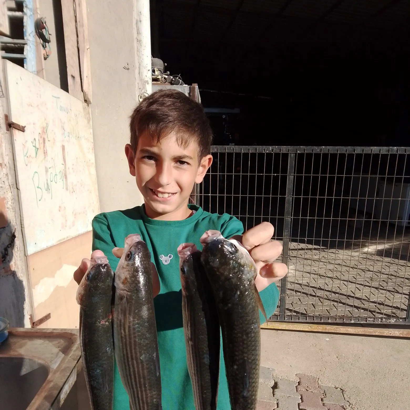 Striped mullet caught on Fishbrain