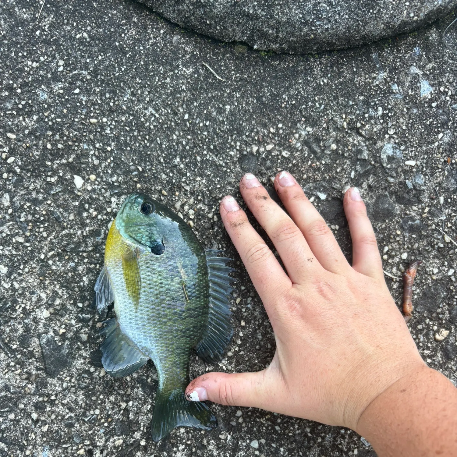 Bluegill caught on Fishbrain