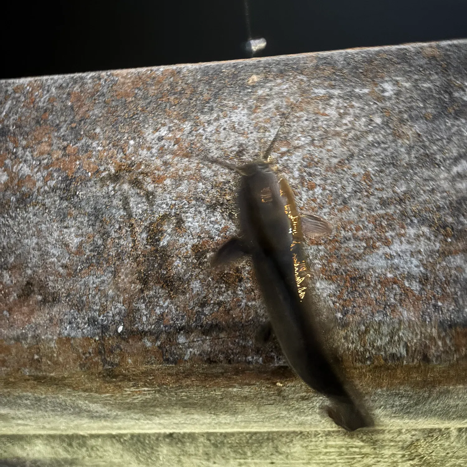 The most recent Walking catfish catches on Fishbrain