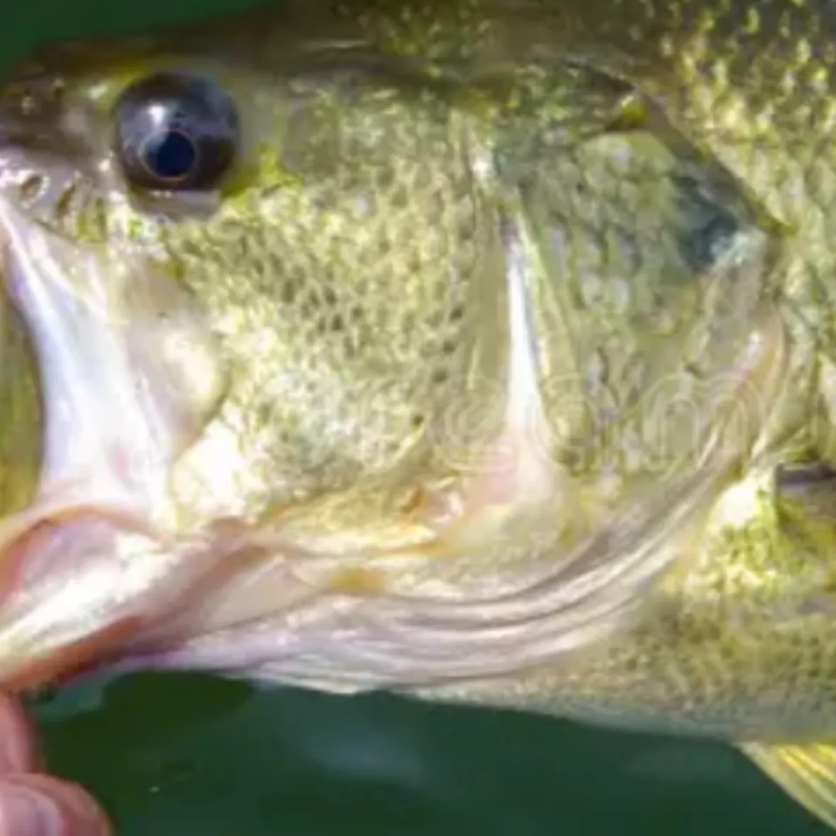 Fish caught on Fishbrain