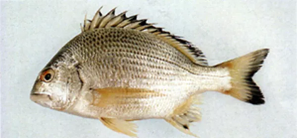 Okinawan yellow-fin seabream