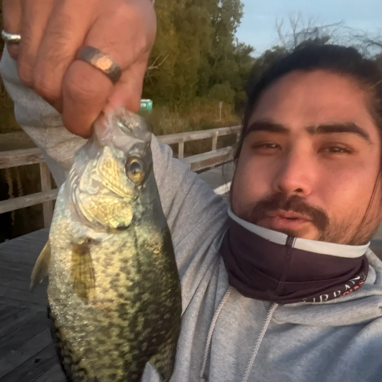 Black crappie caught on Fishbrain
