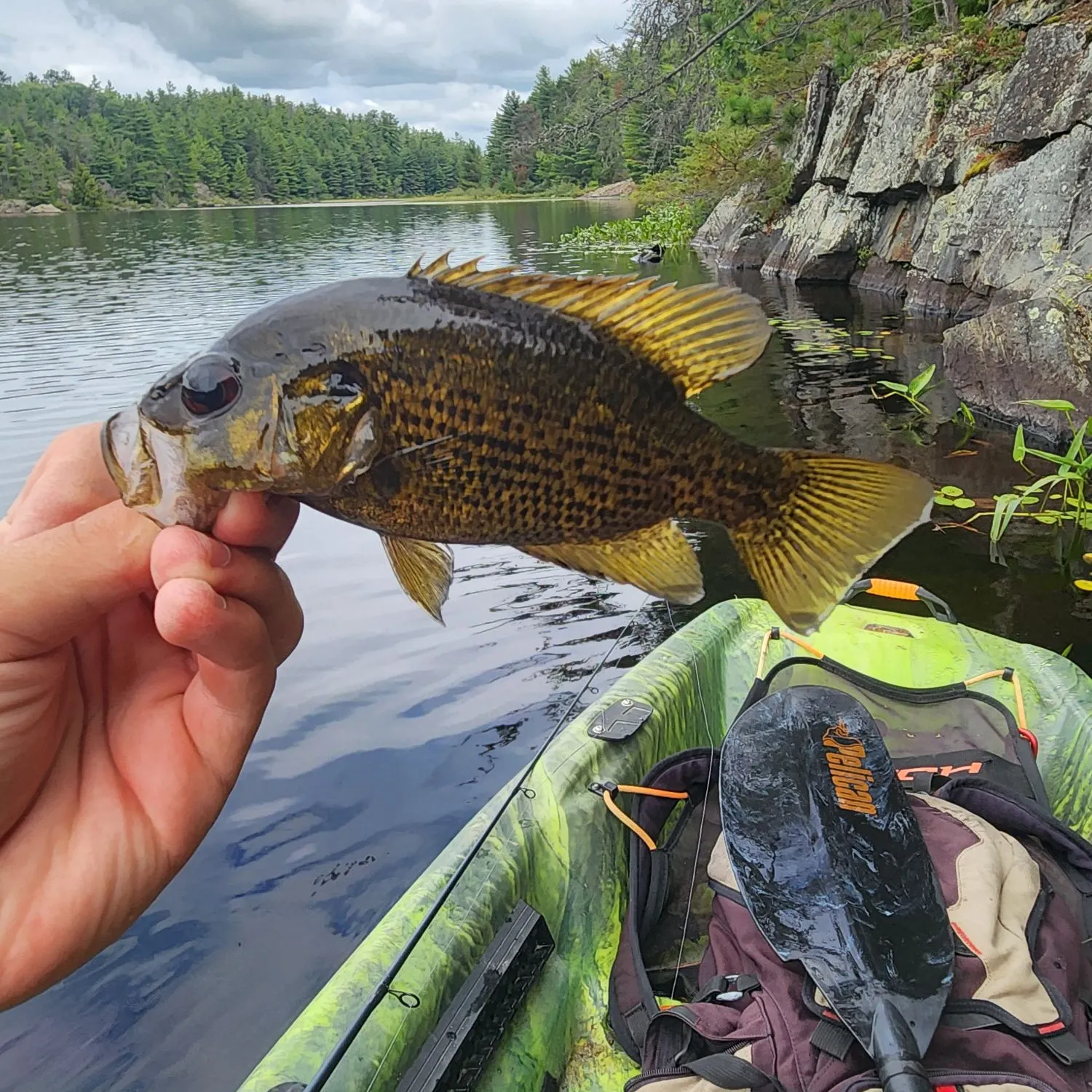 Rock bass caught on Fishbrain