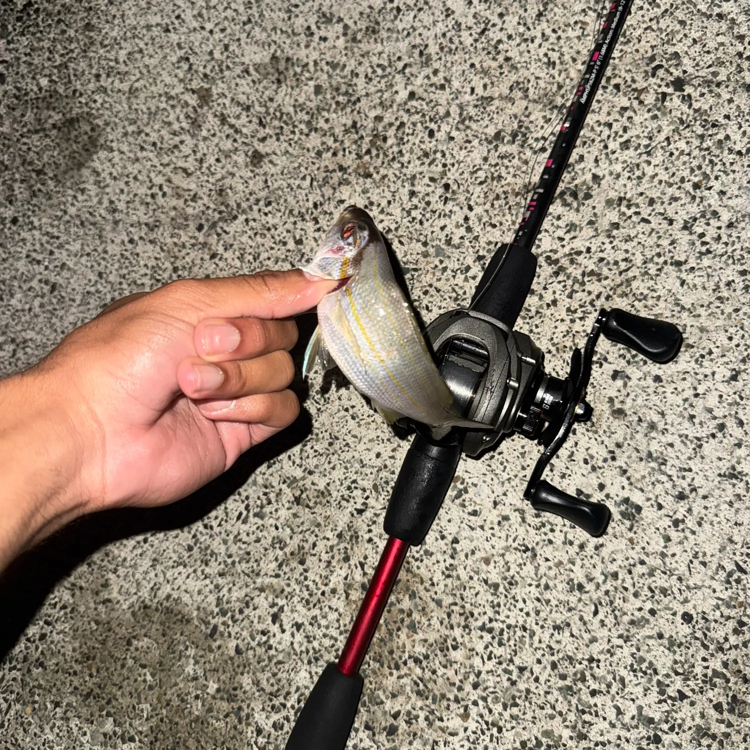 The most recent Salema porgy catches on Fishbrain