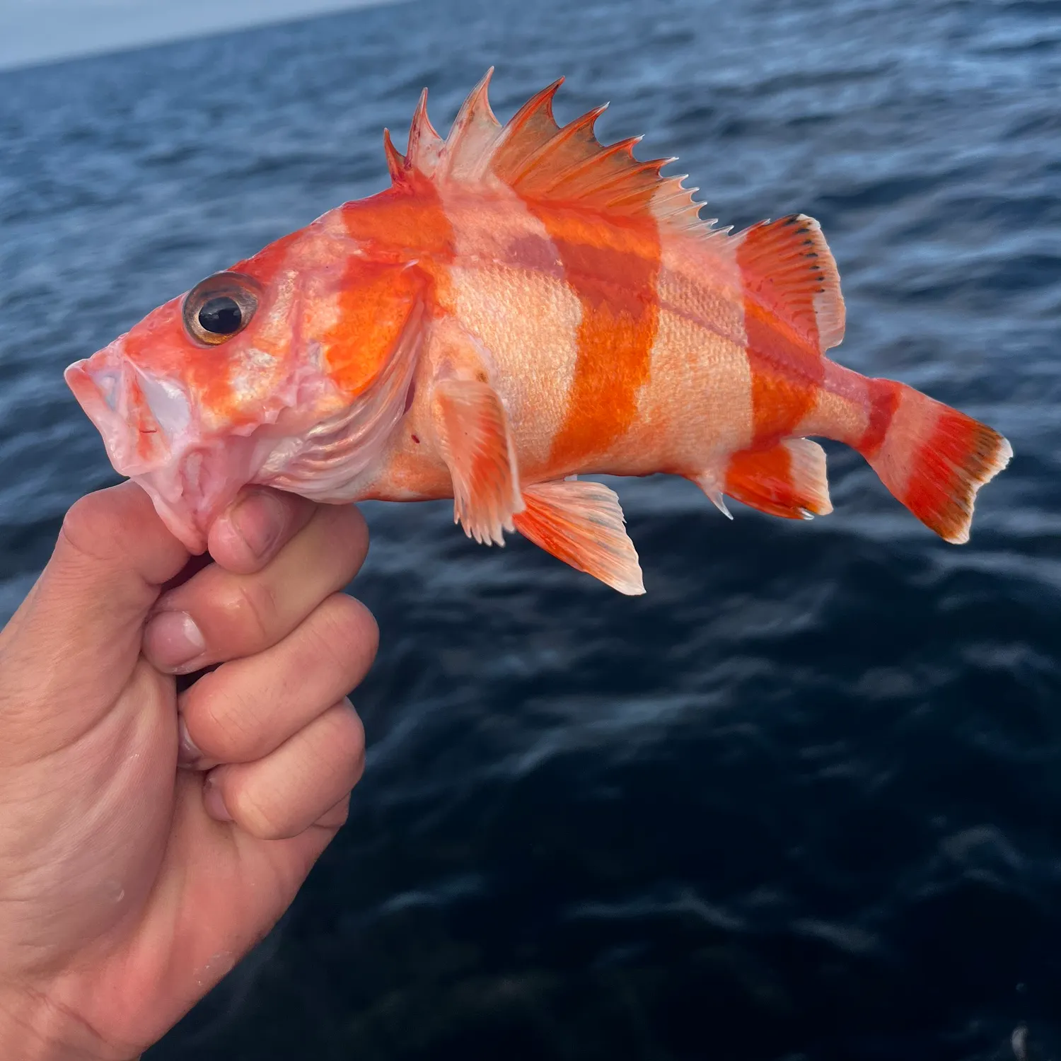 The most recent Flag rockfish catches on Fishbrain