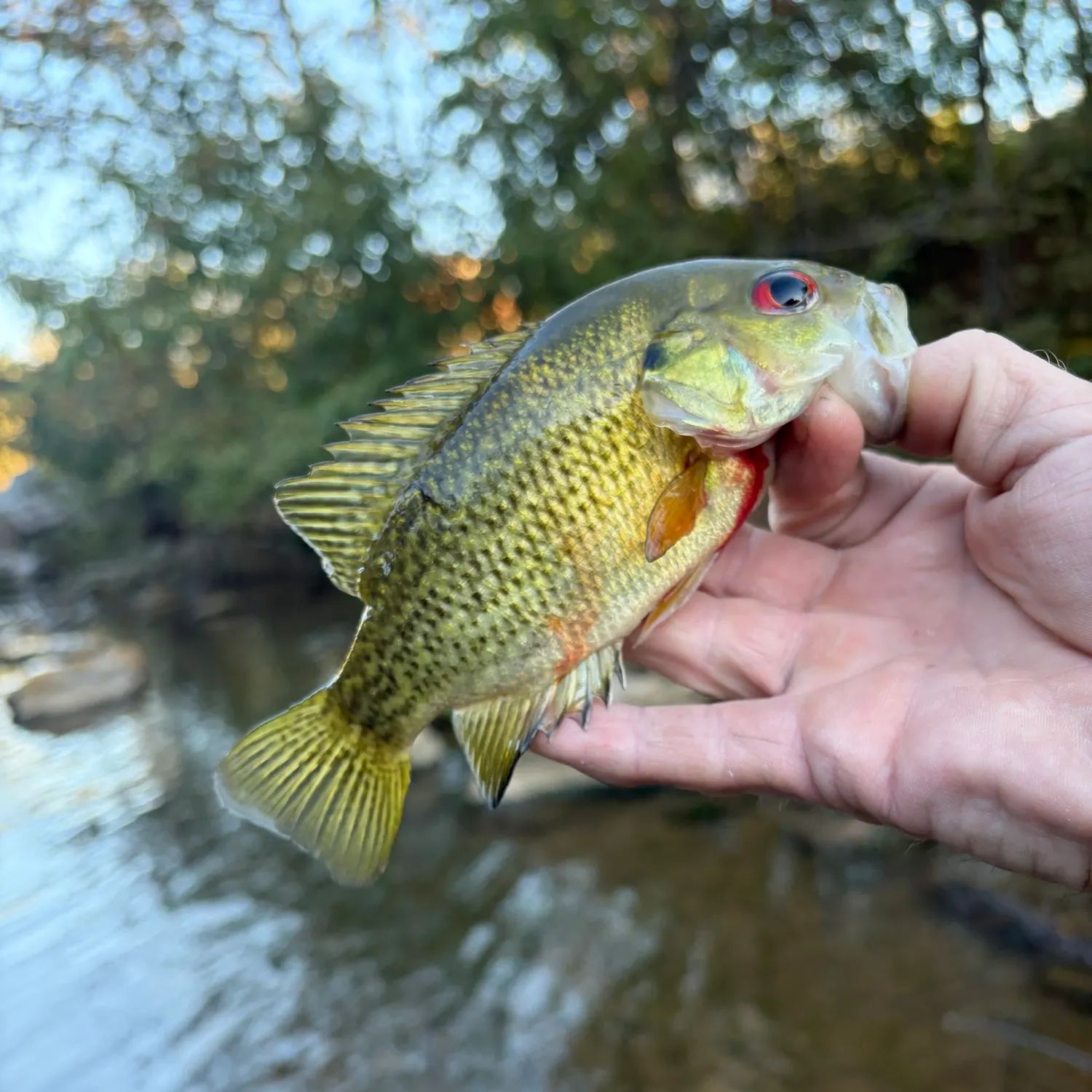 Rock bass caught on Fishbrain
