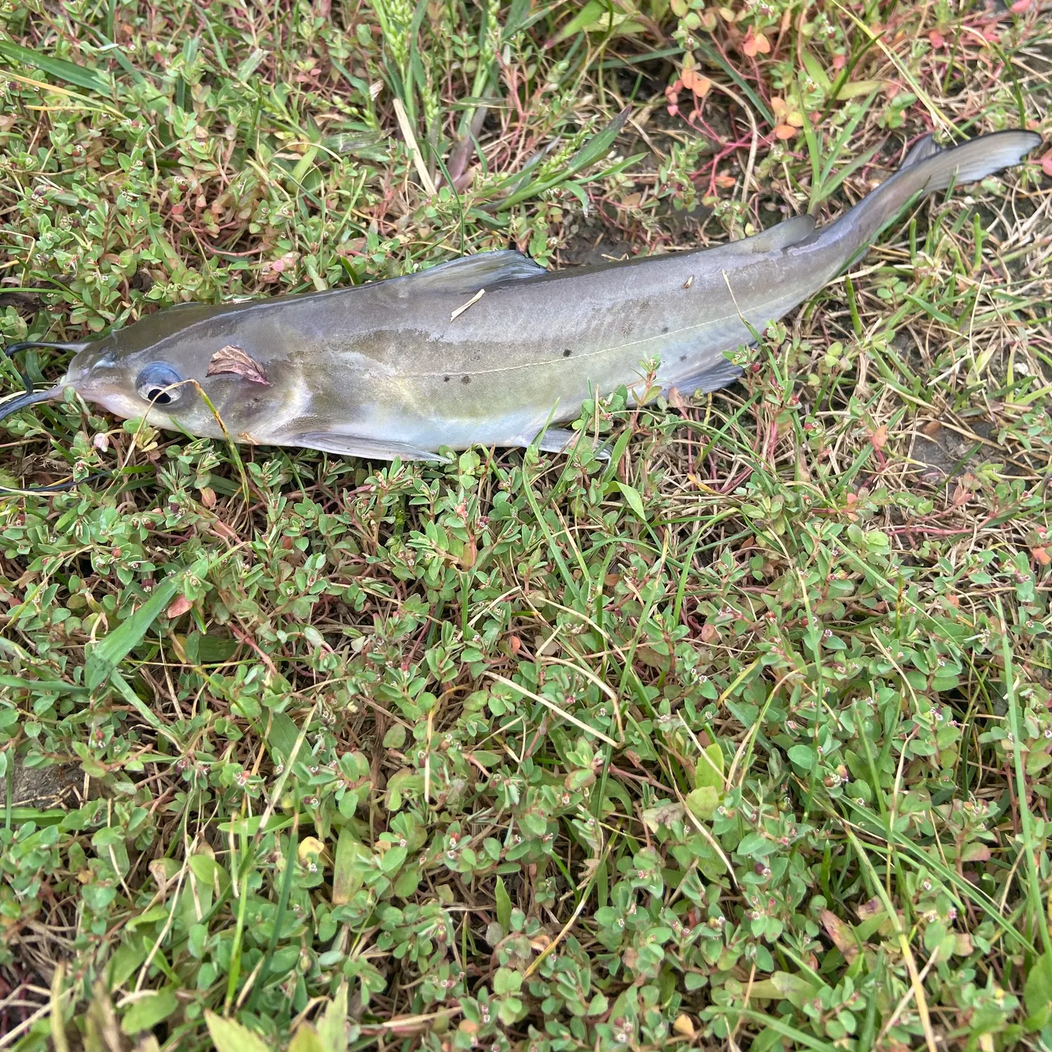 Channel catfish caught on Fishbrain