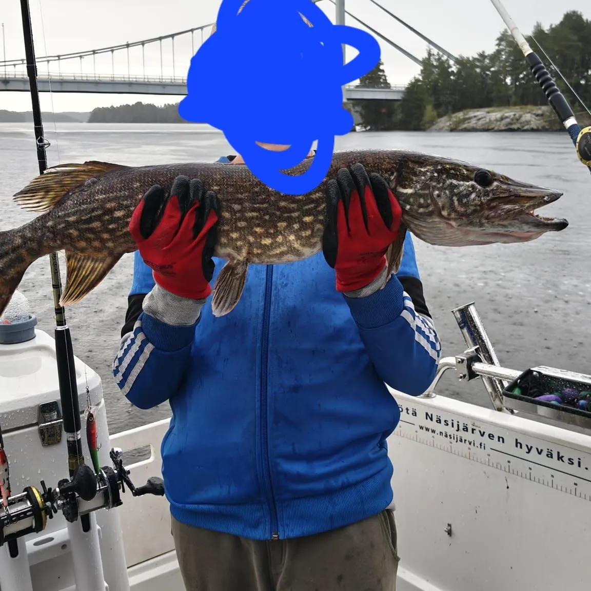Northern pike caught on Fishbrain