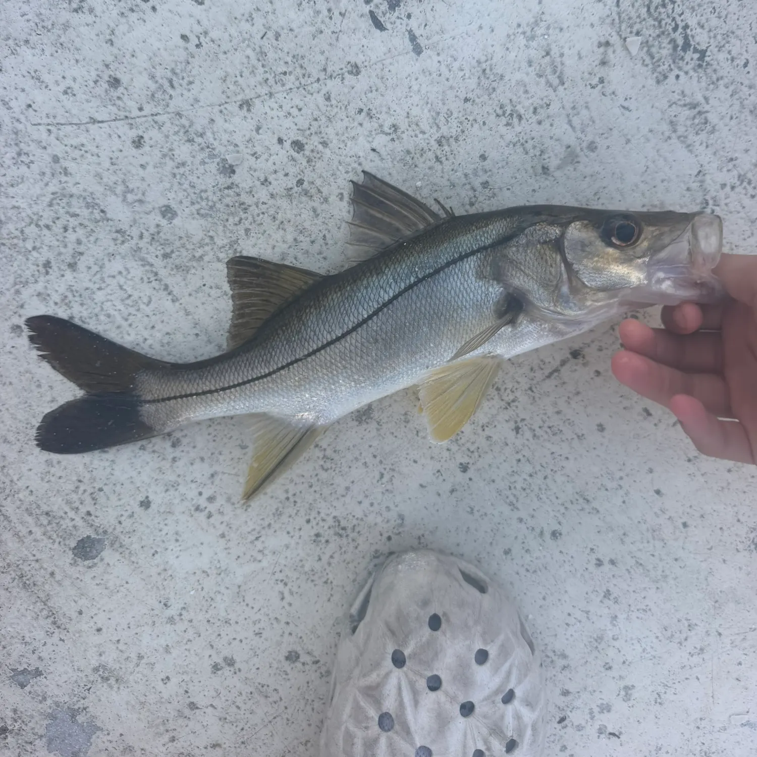 Common snook caught on Fishbrain