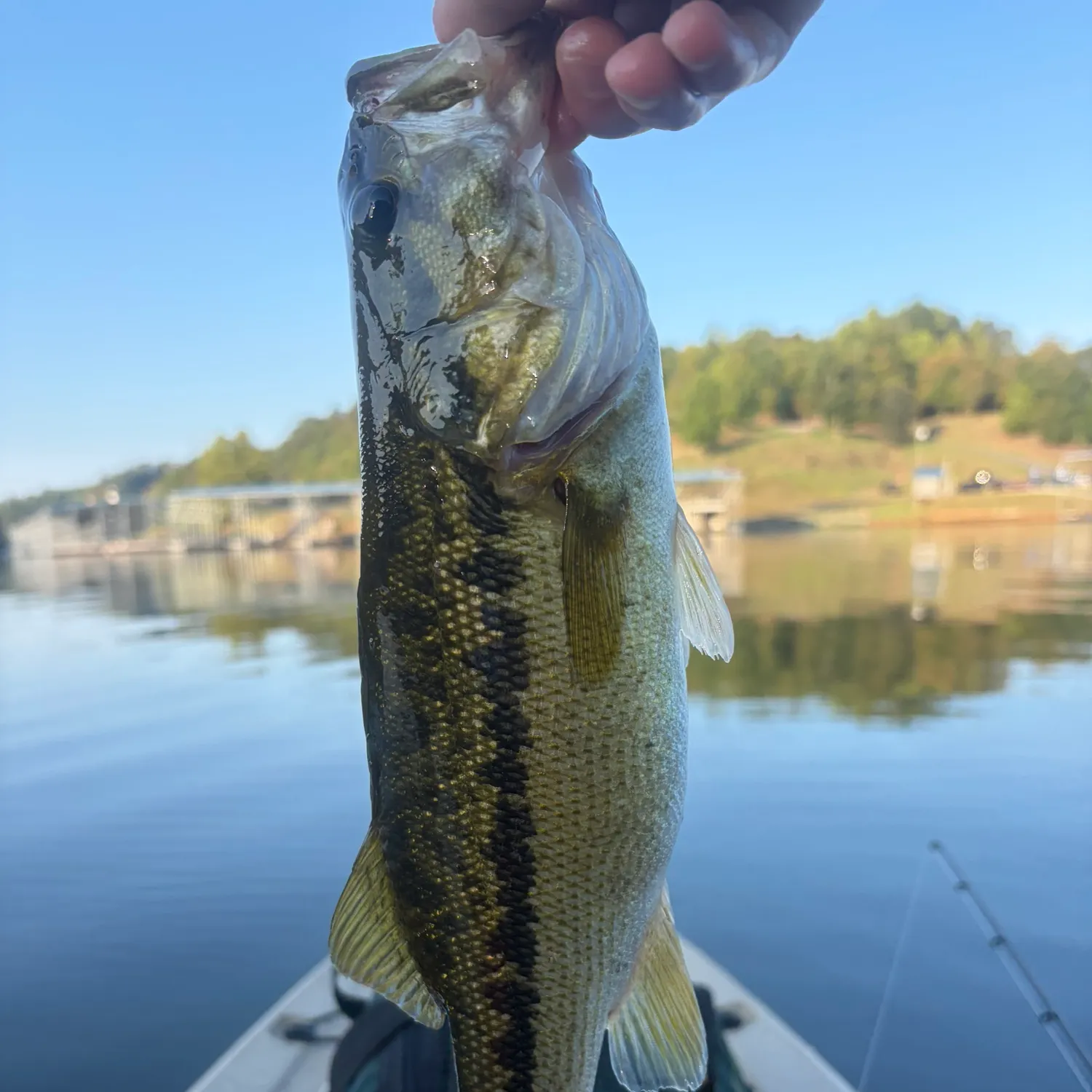 Spotted bass caught on Fishbrain