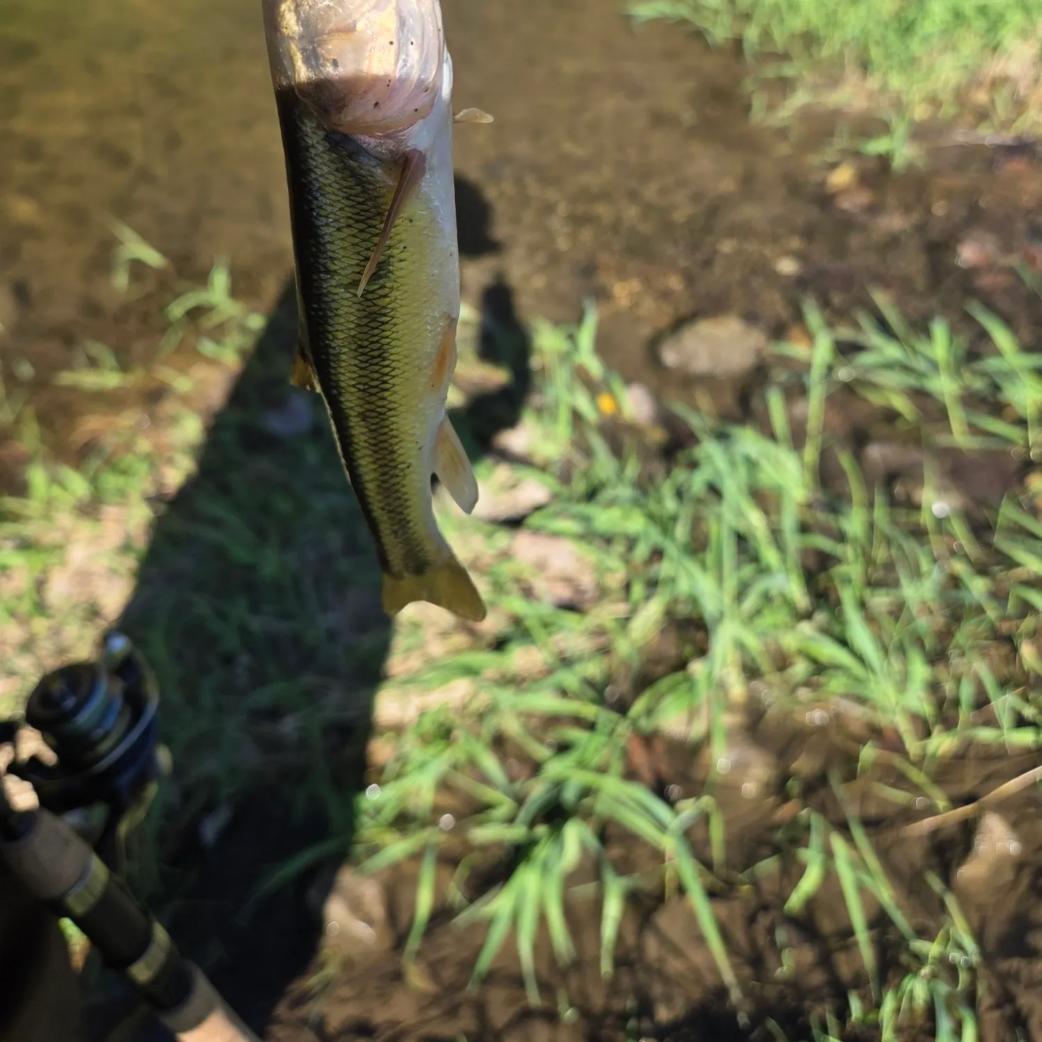 Creek chub caught on Fishbrain
