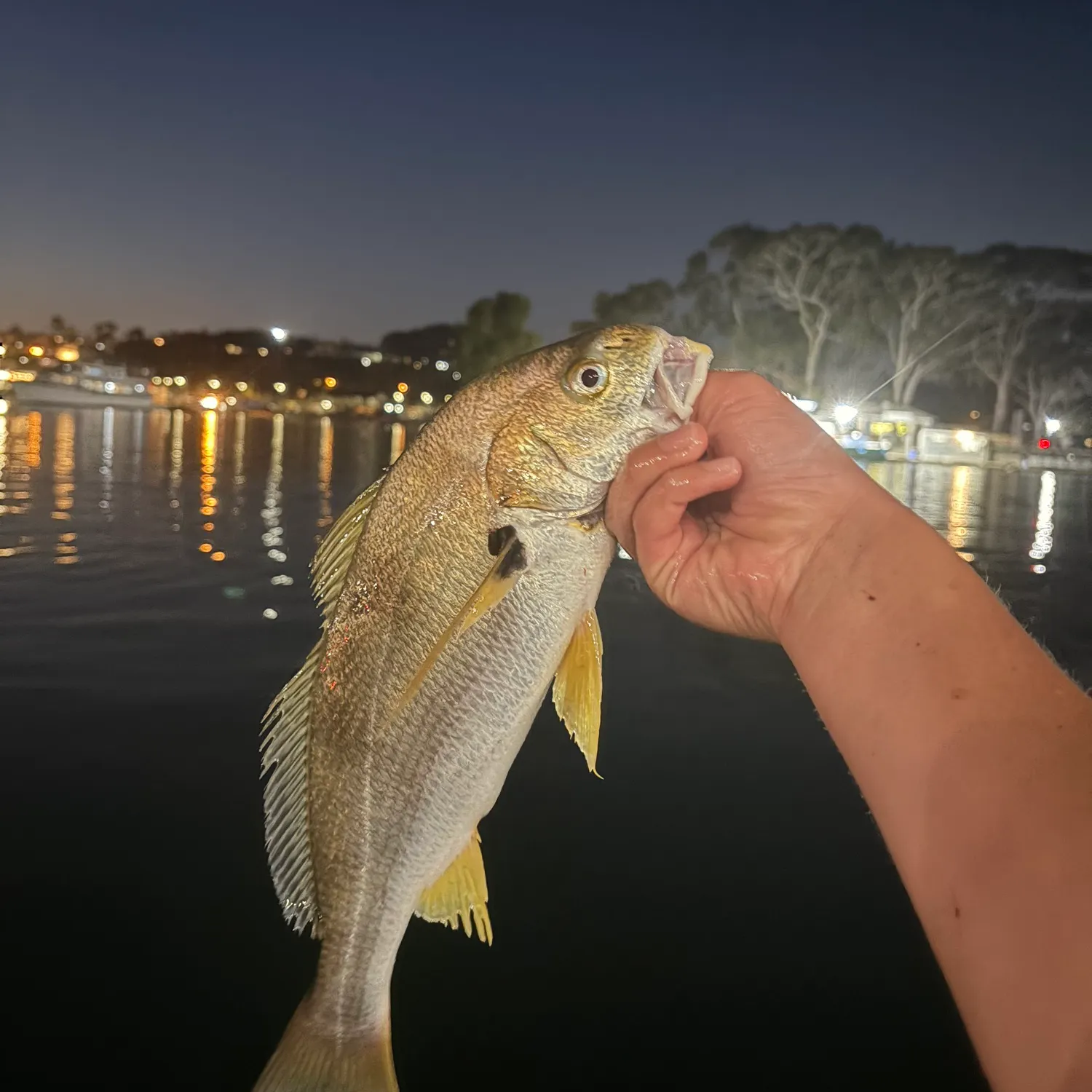The most recent Spotfin croaker catches on Fishbrain