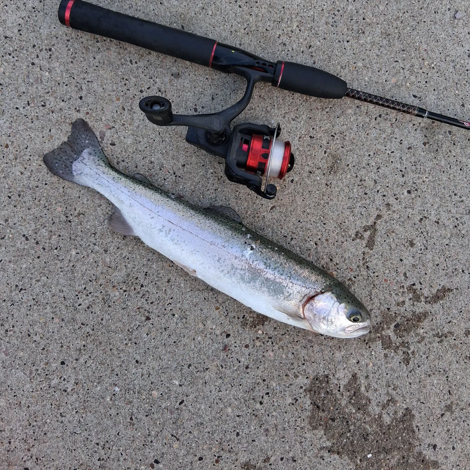 Rainbow trout caught on Fishbrain