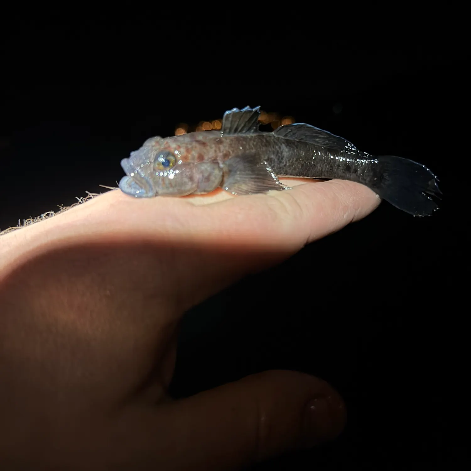 The most recent Leopard-spotted goby catches on Fishbrain