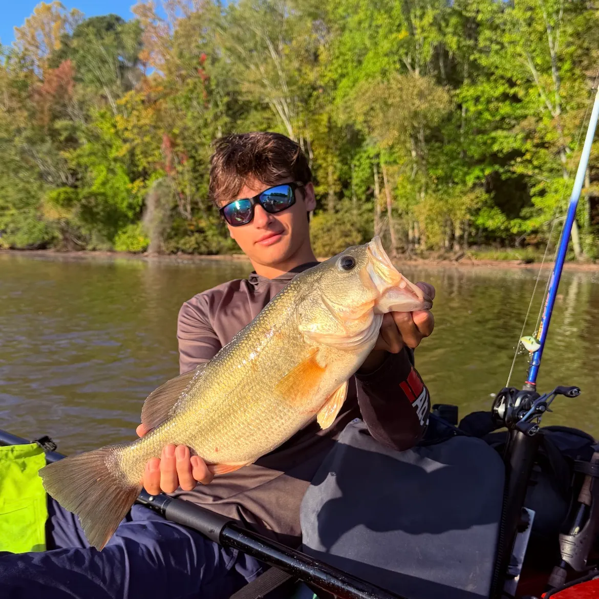 Largemouth bass caught on Fishbrain