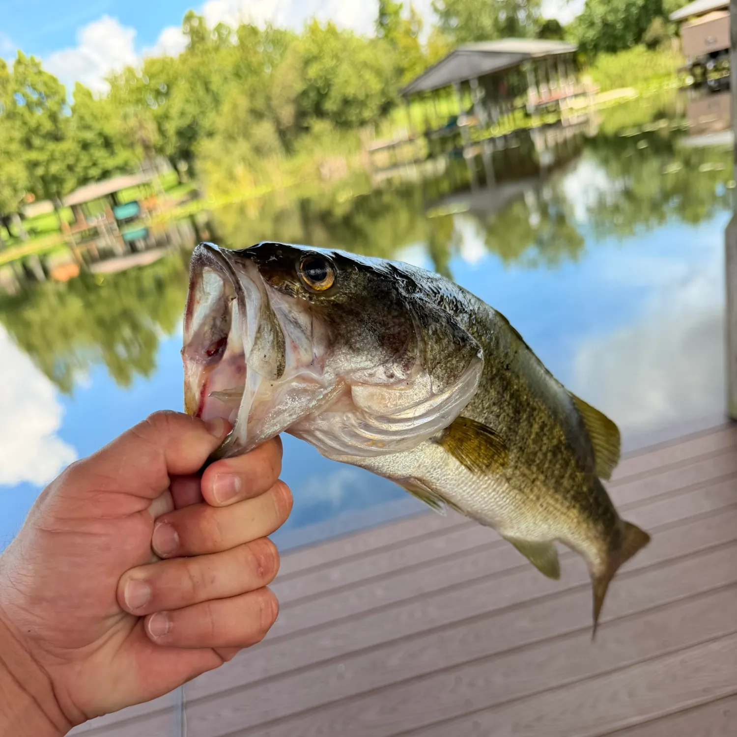 Largemouth bass caught on Fishbrain