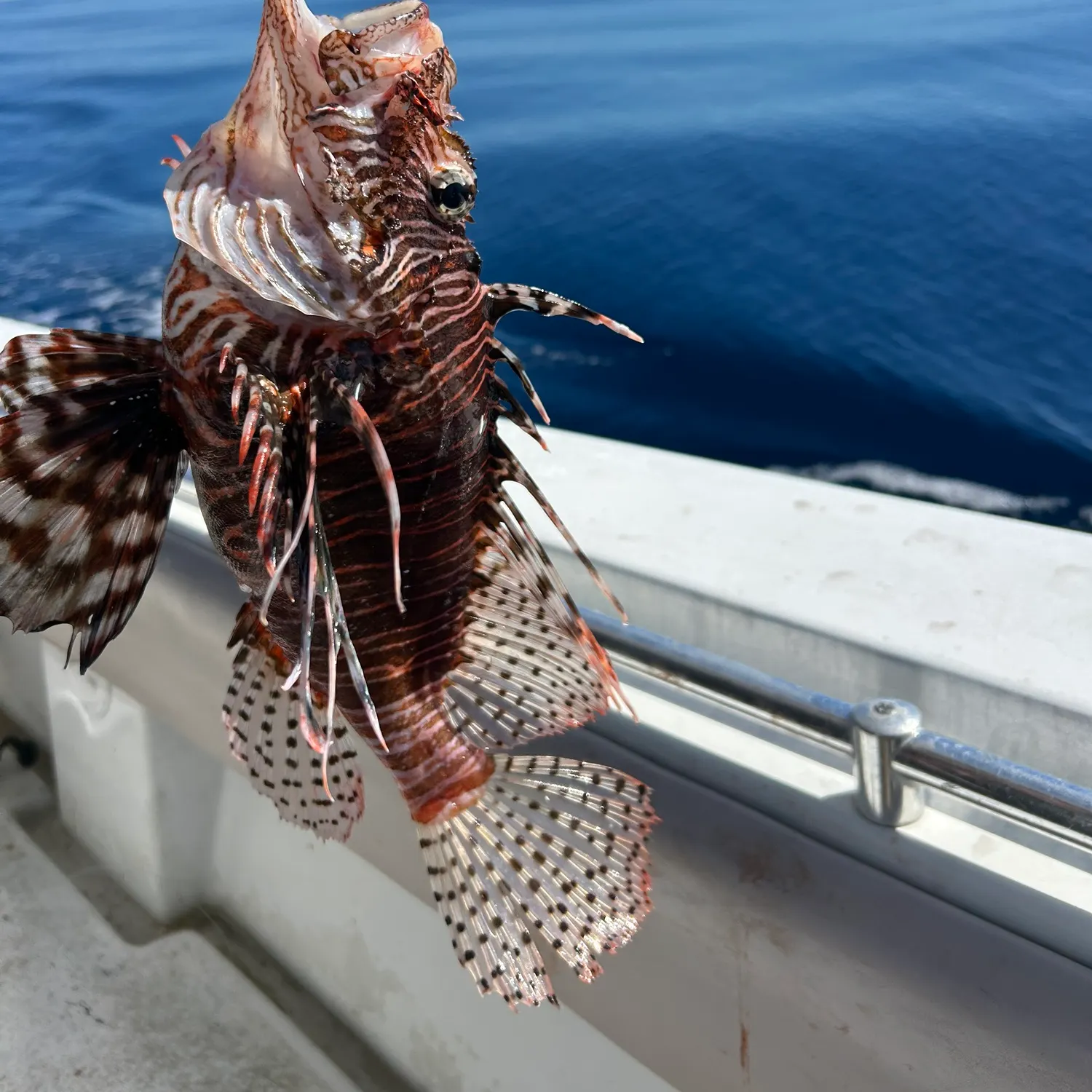 The most recent Red lionfish catches on Fishbrain