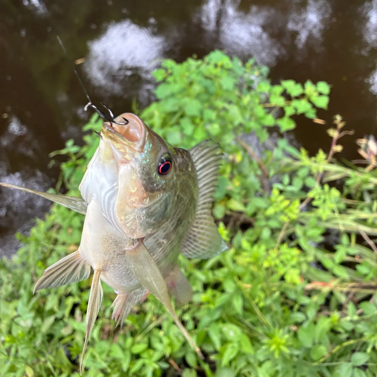 Nile tilapia caught on Fishbrain