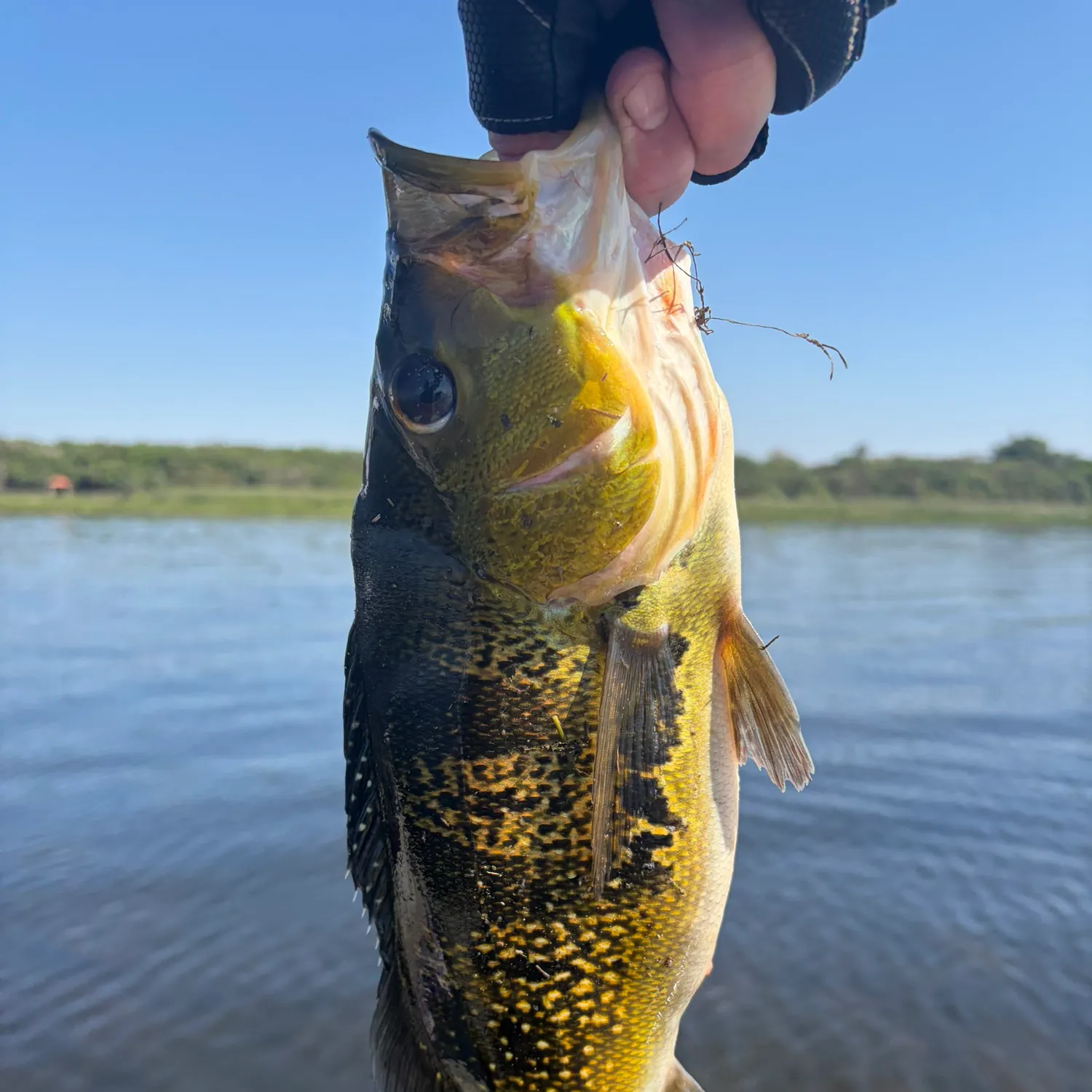 The most recent Kelberi peacock bass catches on Fishbrain