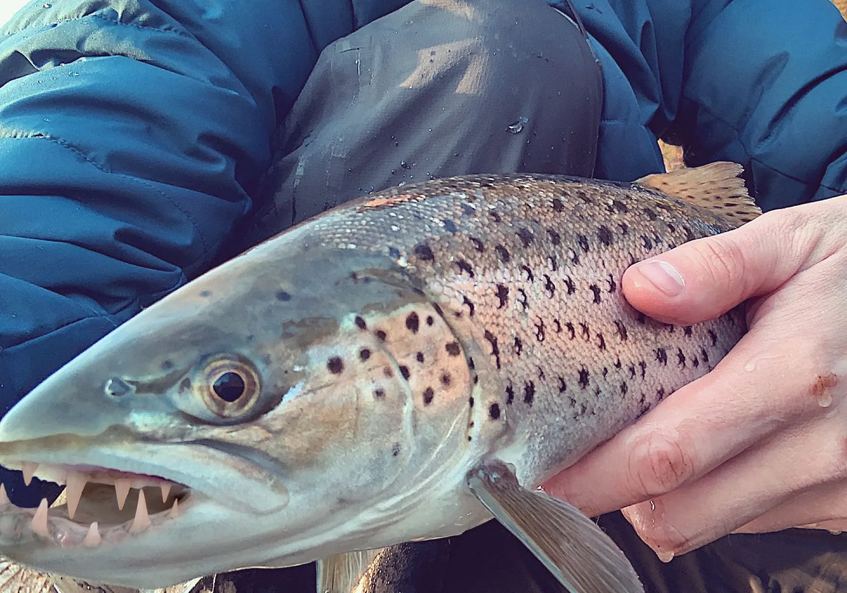 Tiger trout