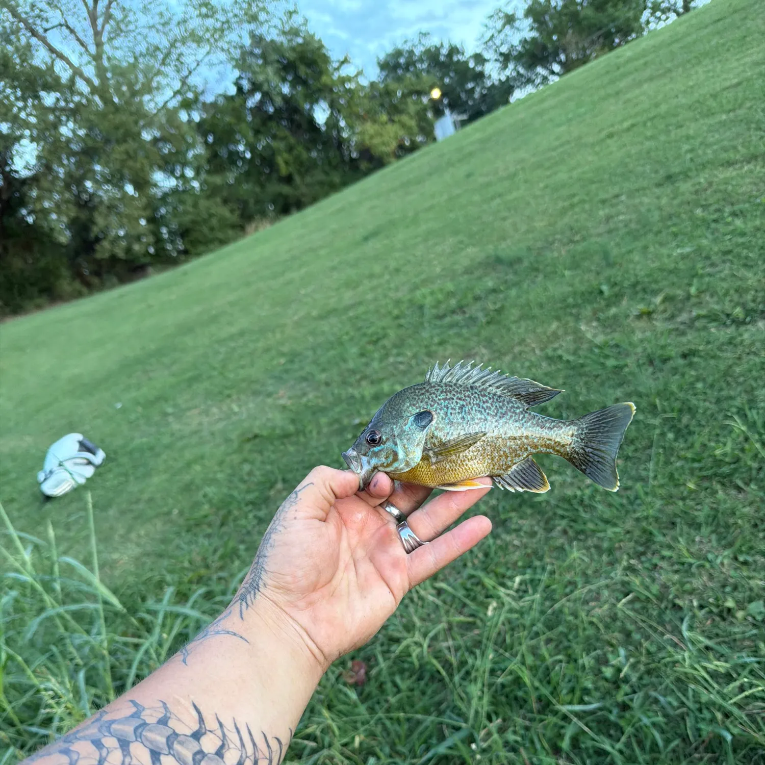 Greengill hybrid caught on Fishbrain