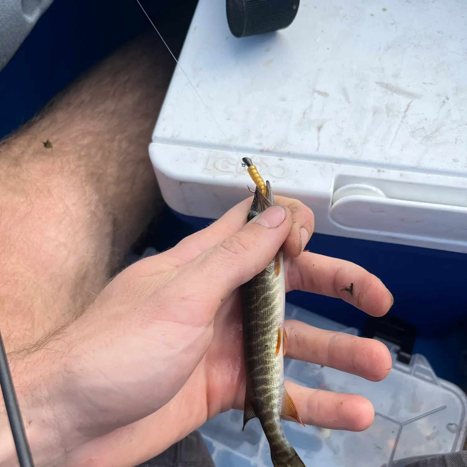The most recent Redfin pickerel catches on Fishbrain