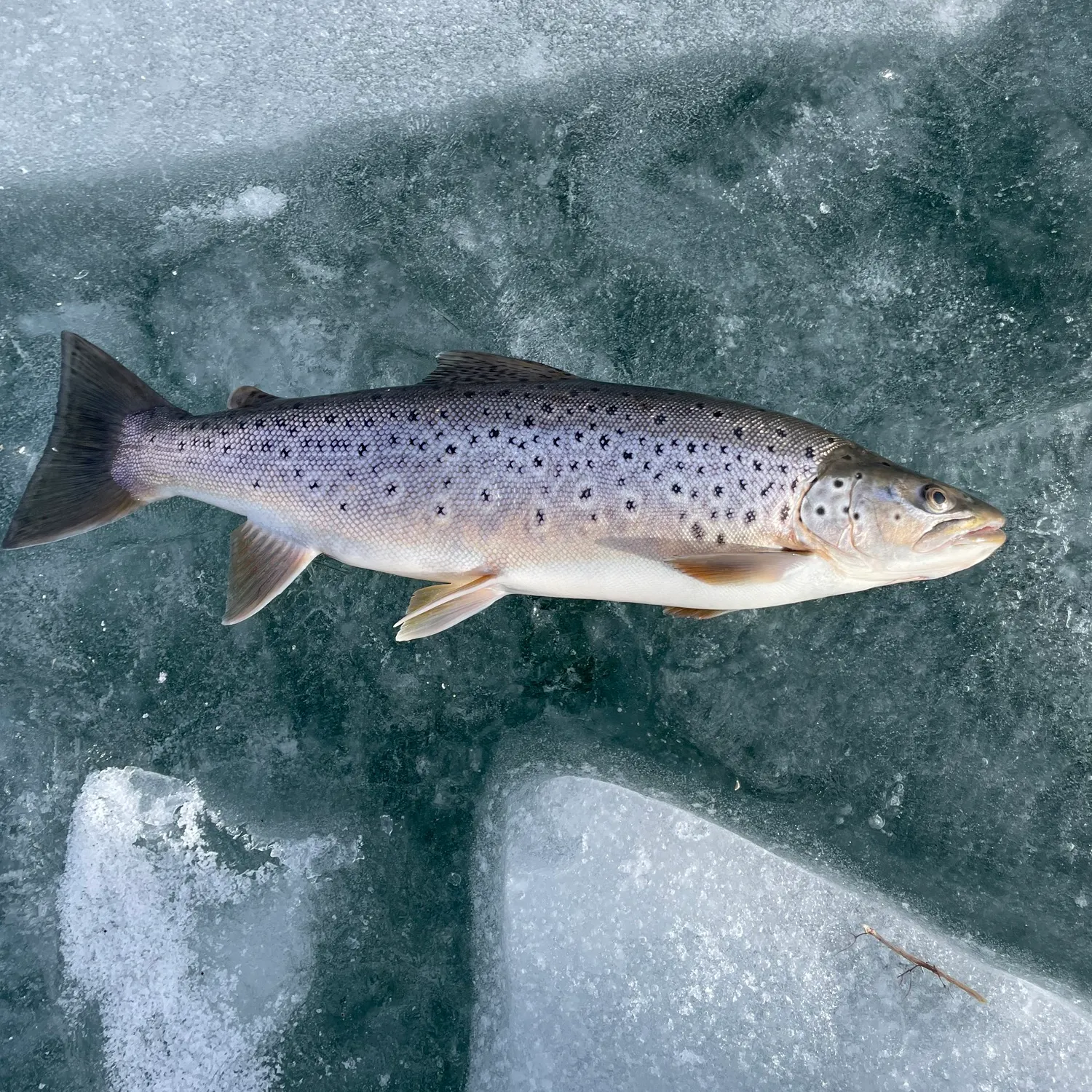 The most recent Sea trout catches on Fishbrain