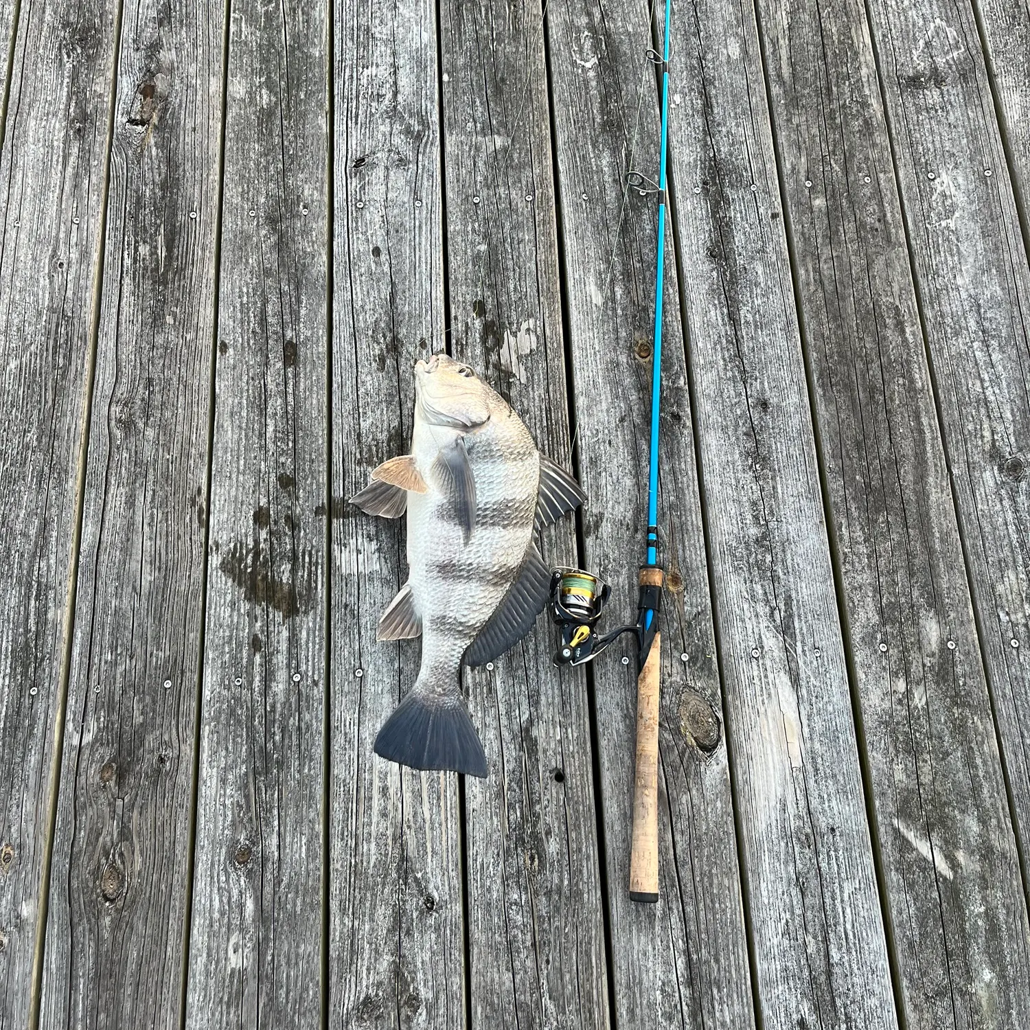 The most recent Black drum catches on Fishbrain