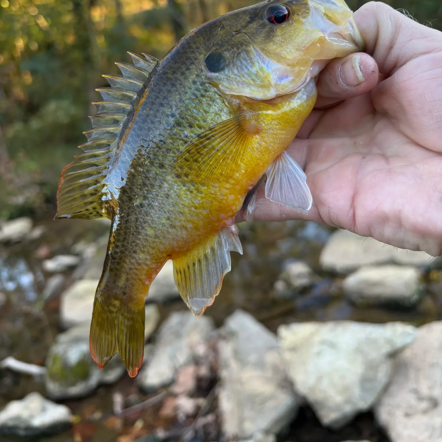 Warmouth caught on Fishbrain