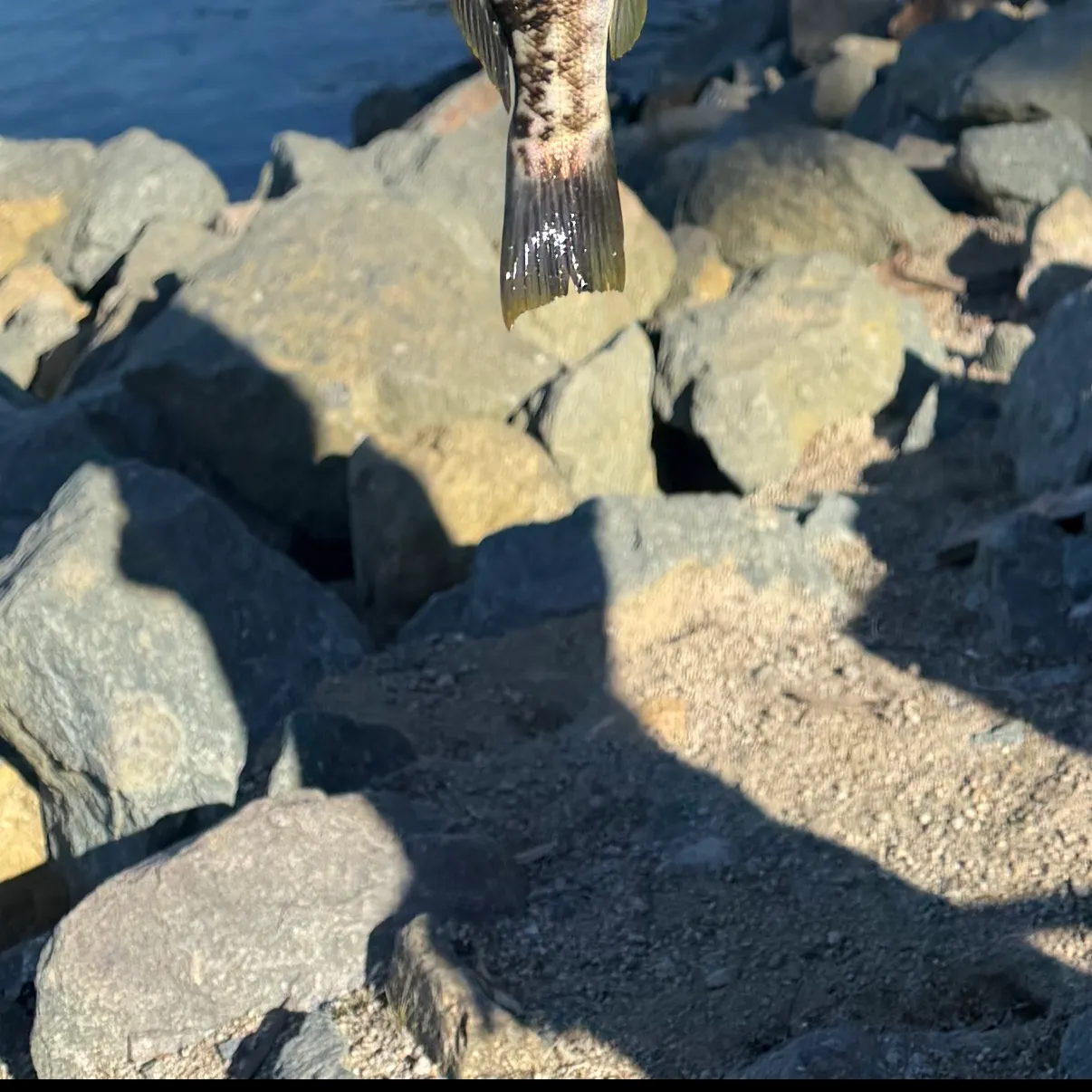 The most recent Kelp bass catches on Fishbrain