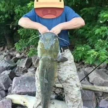 Flathead catfish caught on Fishbrain