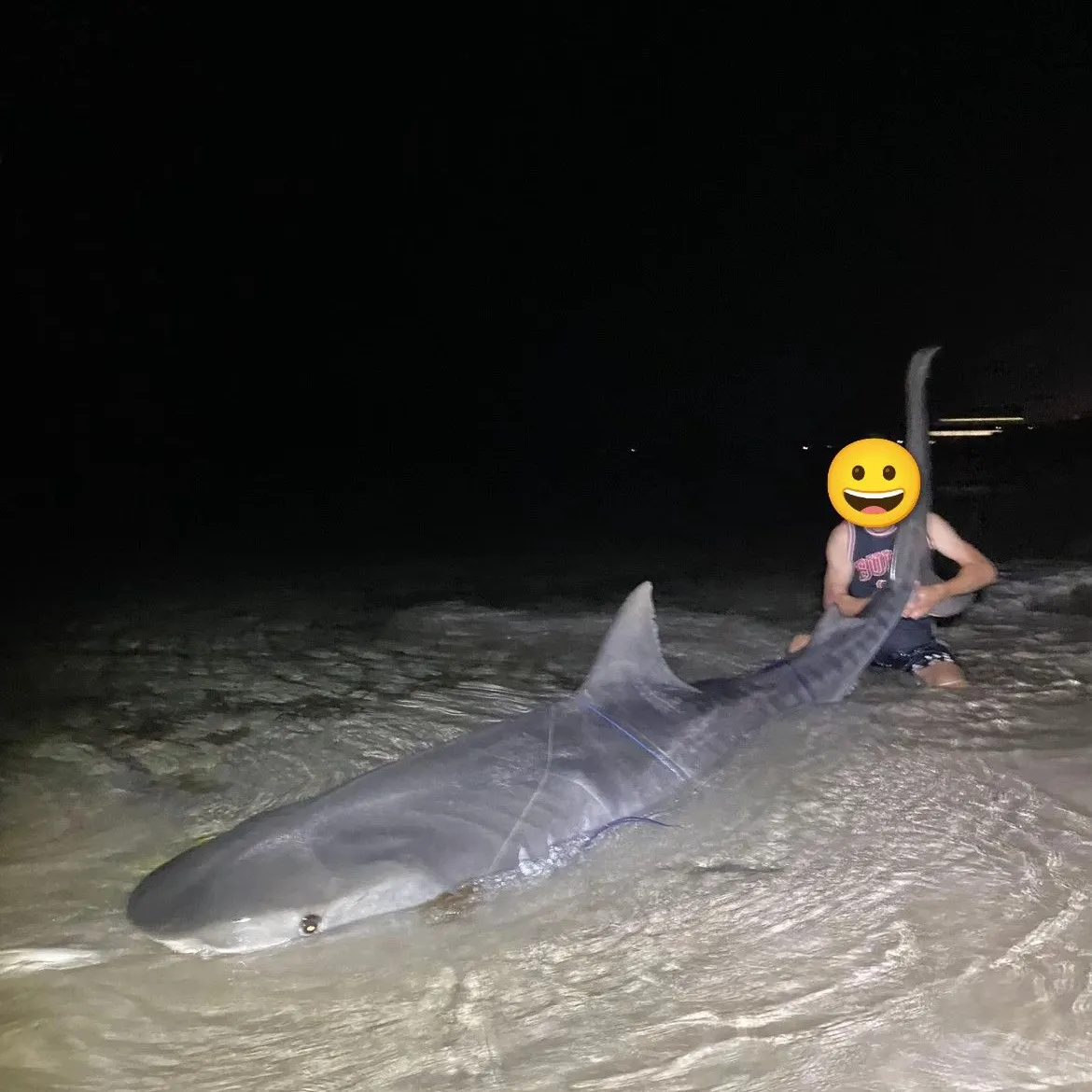 The most recent Tiger shark catches on Fishbrain