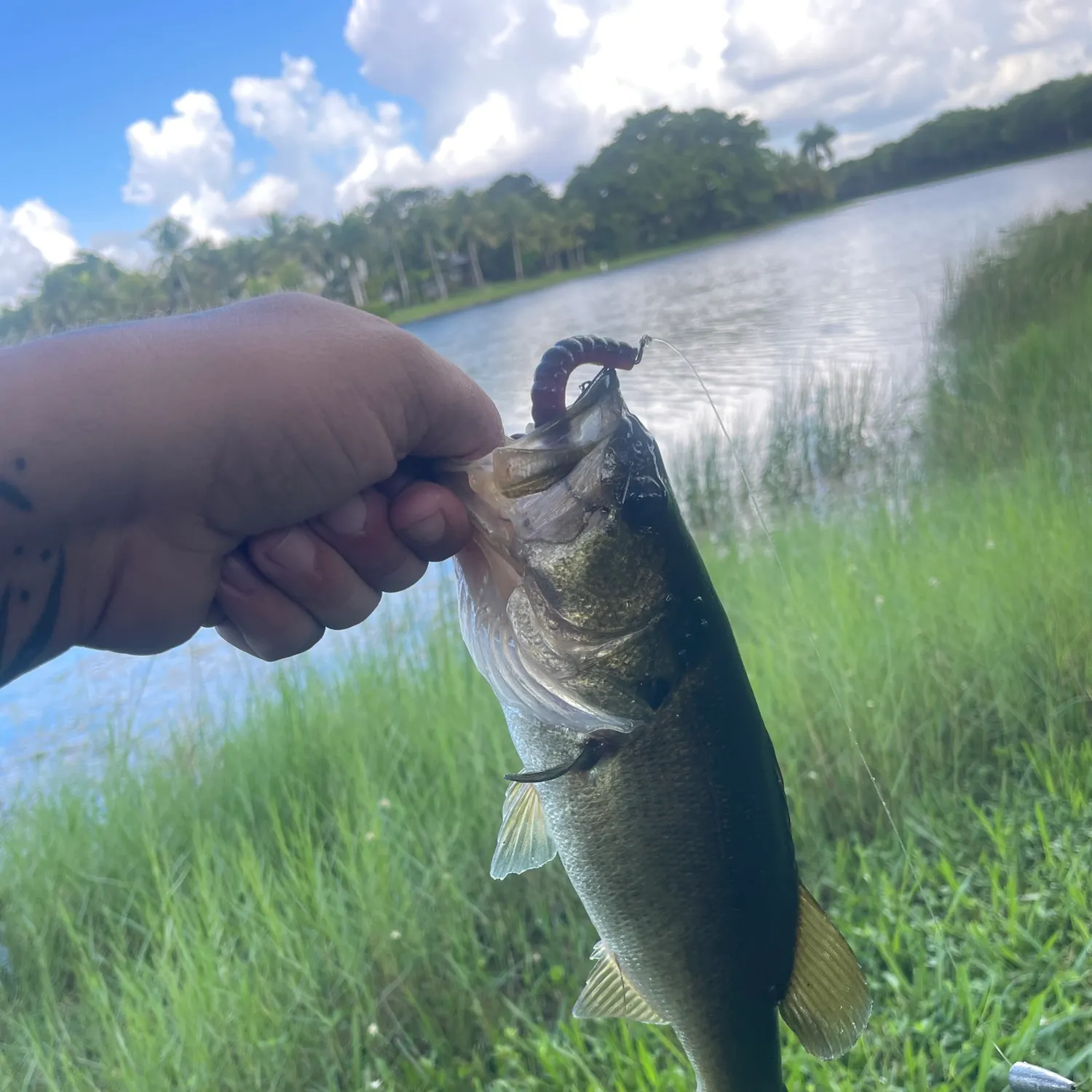 Largemouth bass caught on Fishbrain
