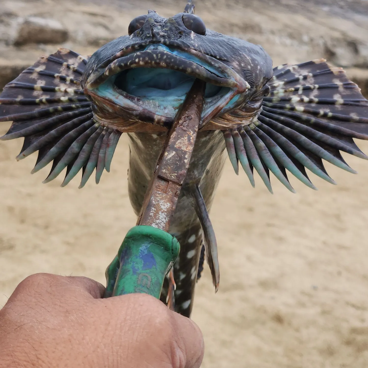 catch