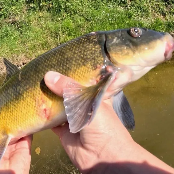 Sacramento sucker caught on Fishbrain
