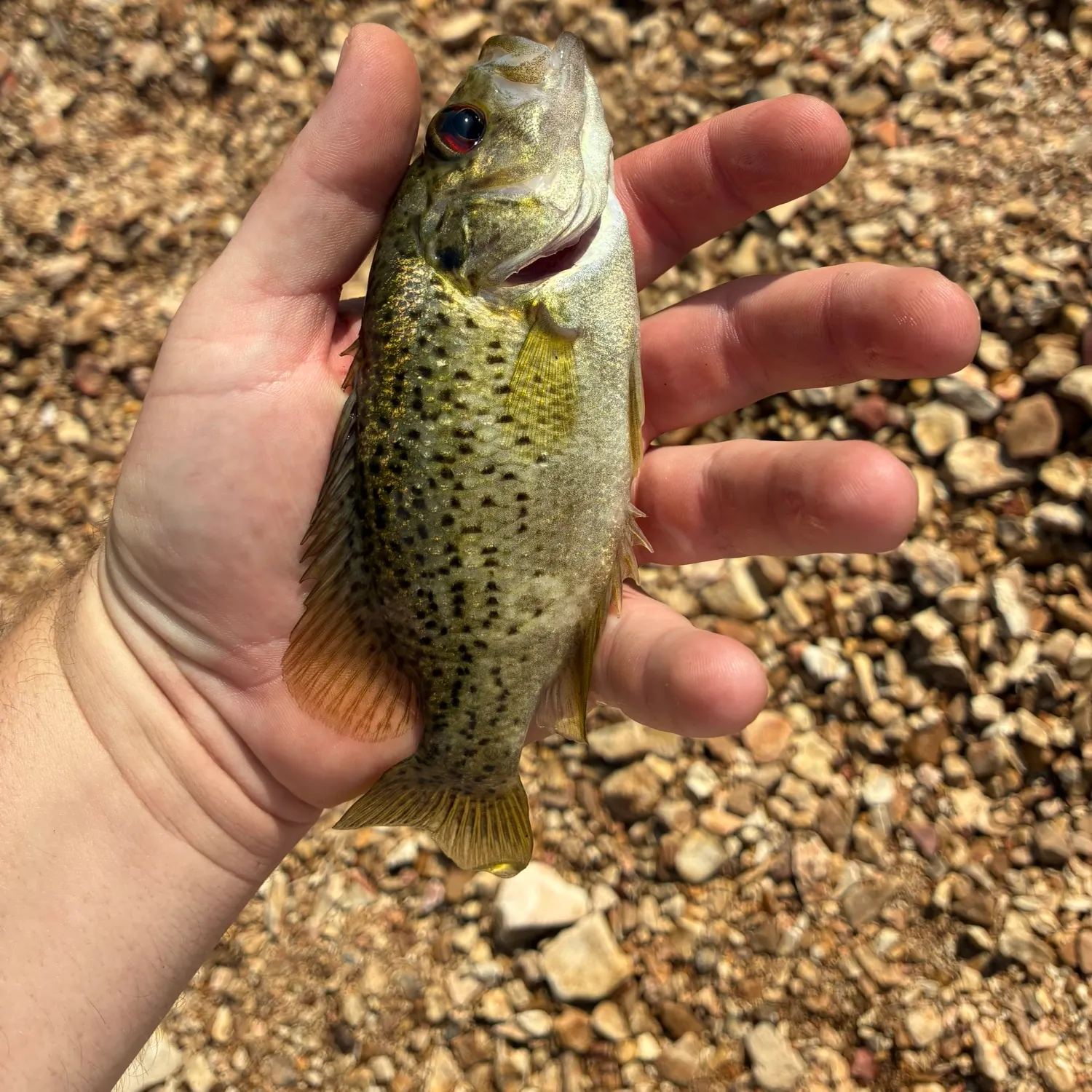 The most recent Ozark bass catches on Fishbrain