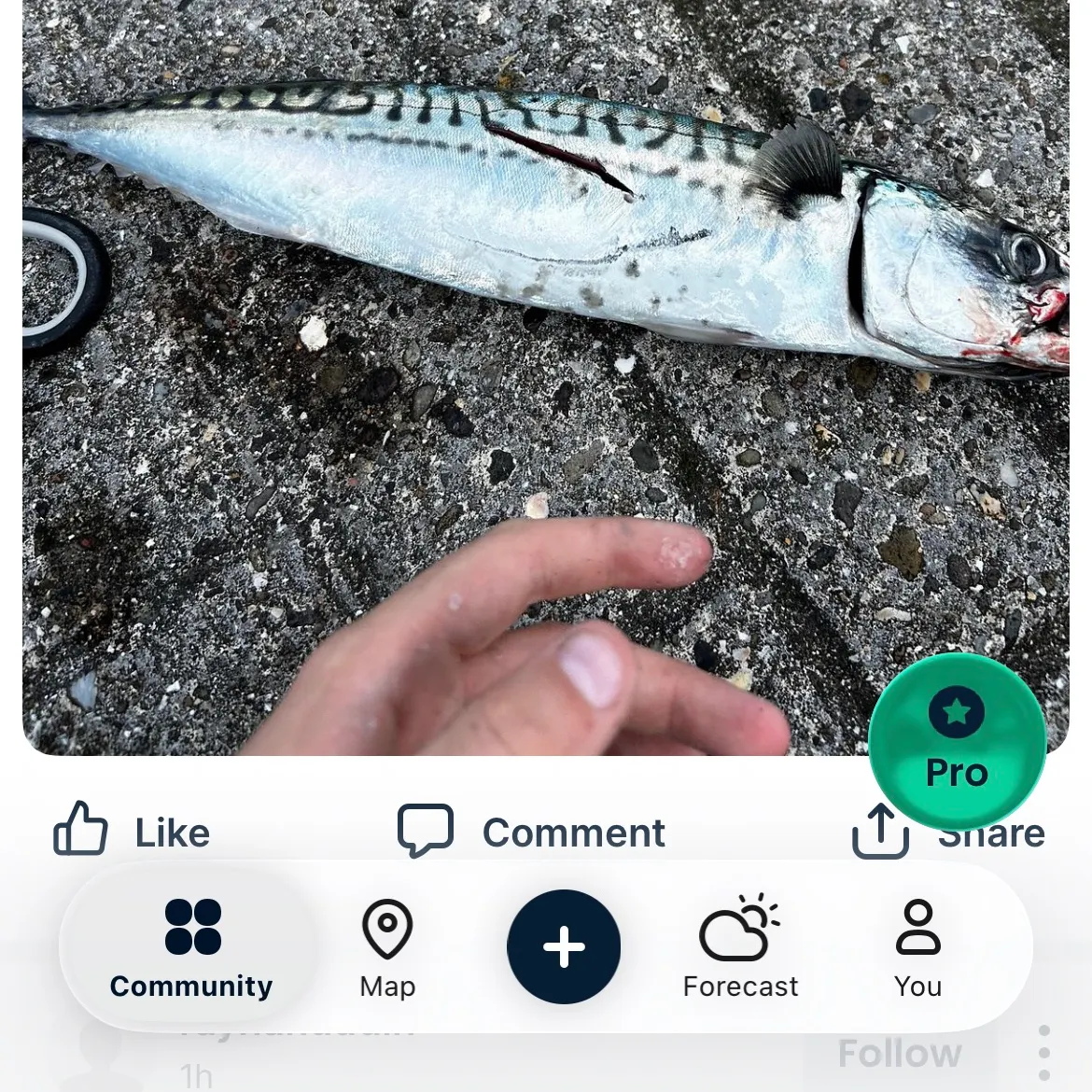 recently logged catches