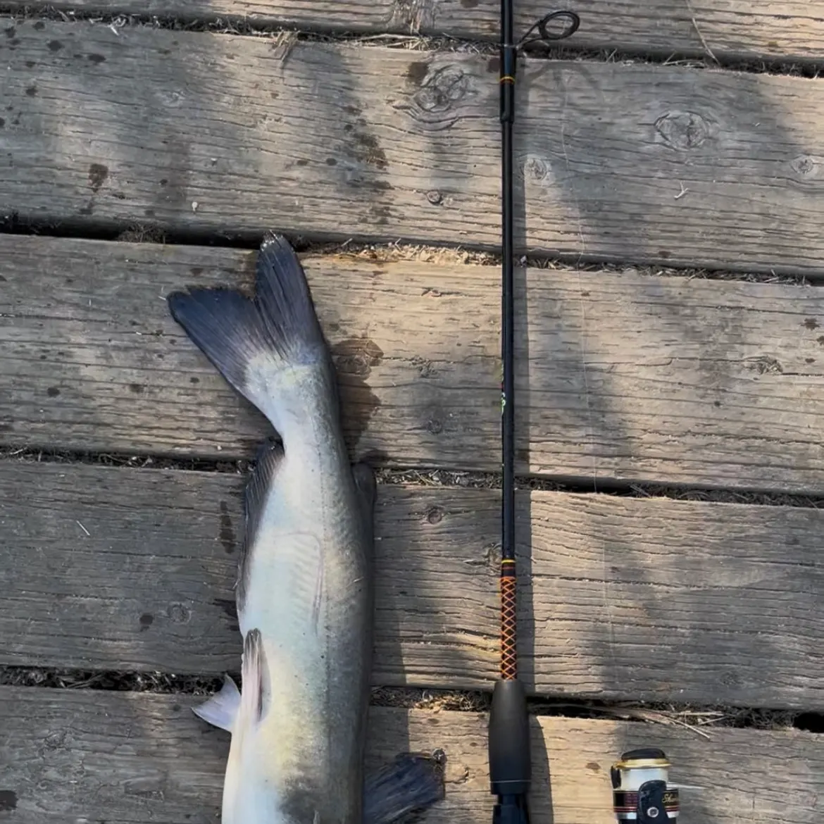 White bullhead caught on Fishbrain