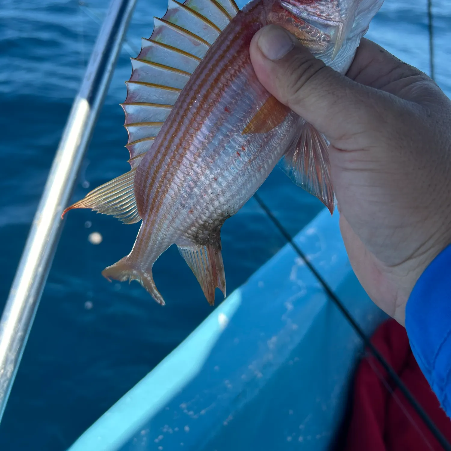 The most recent Common squirrelfish catches on Fishbrain