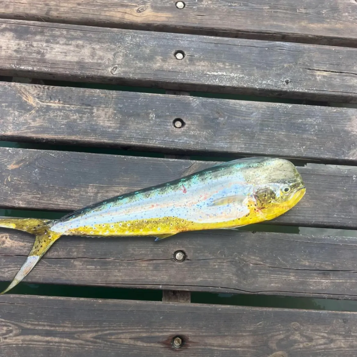 The most recent Common dolphinfish catches on Fishbrain