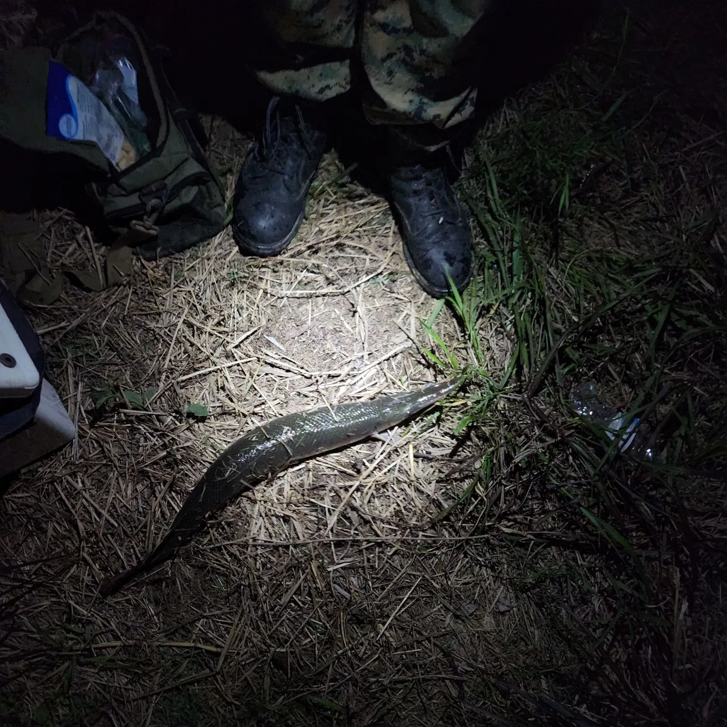 Spotted gar caught on Fishbrain