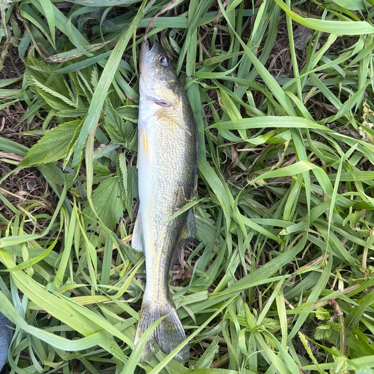 Walleye caught on Fishbrain