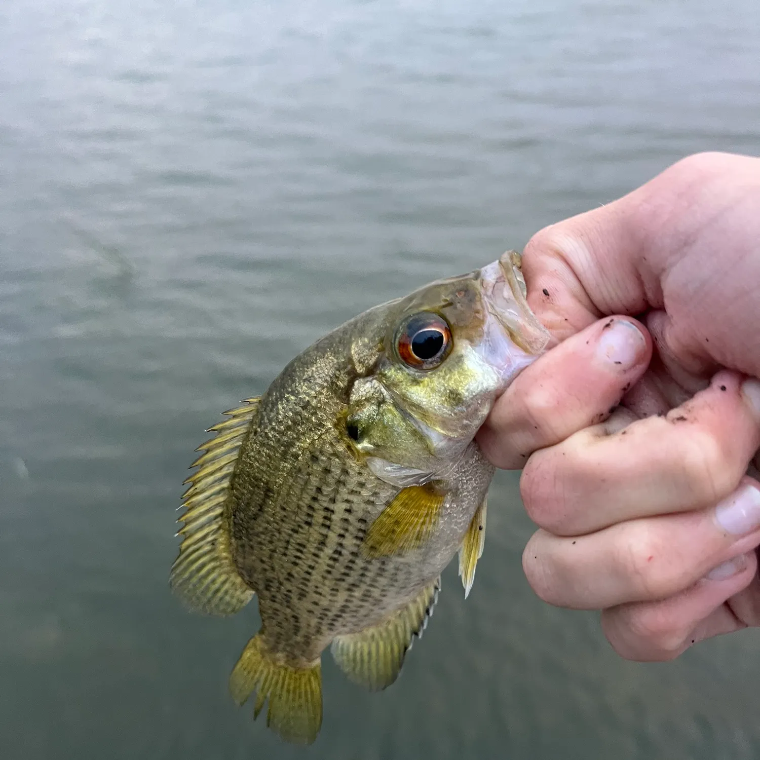Rock bass caught on Fishbrain