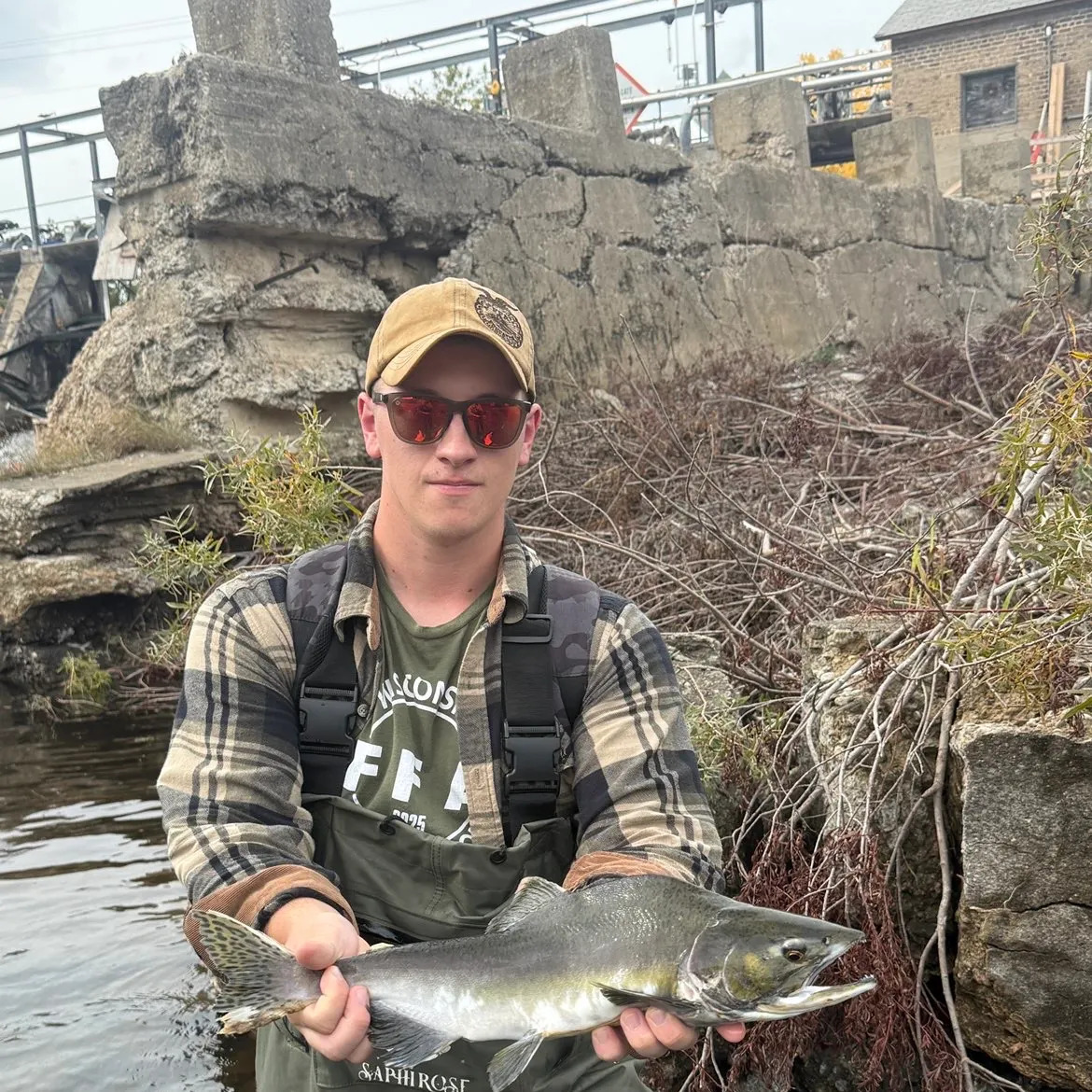 Pink salmon caught on Fishbrain