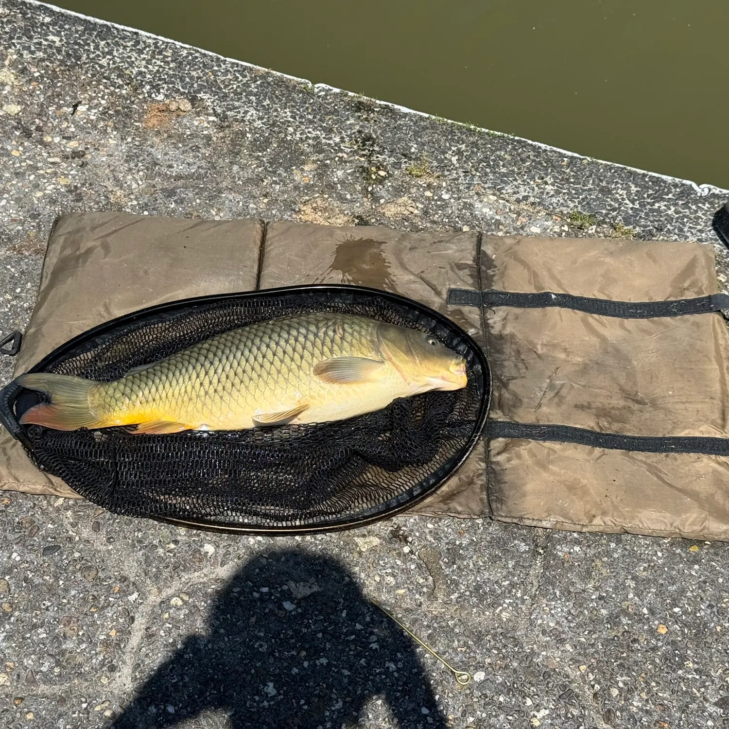 Common carp caught on Fishbrain