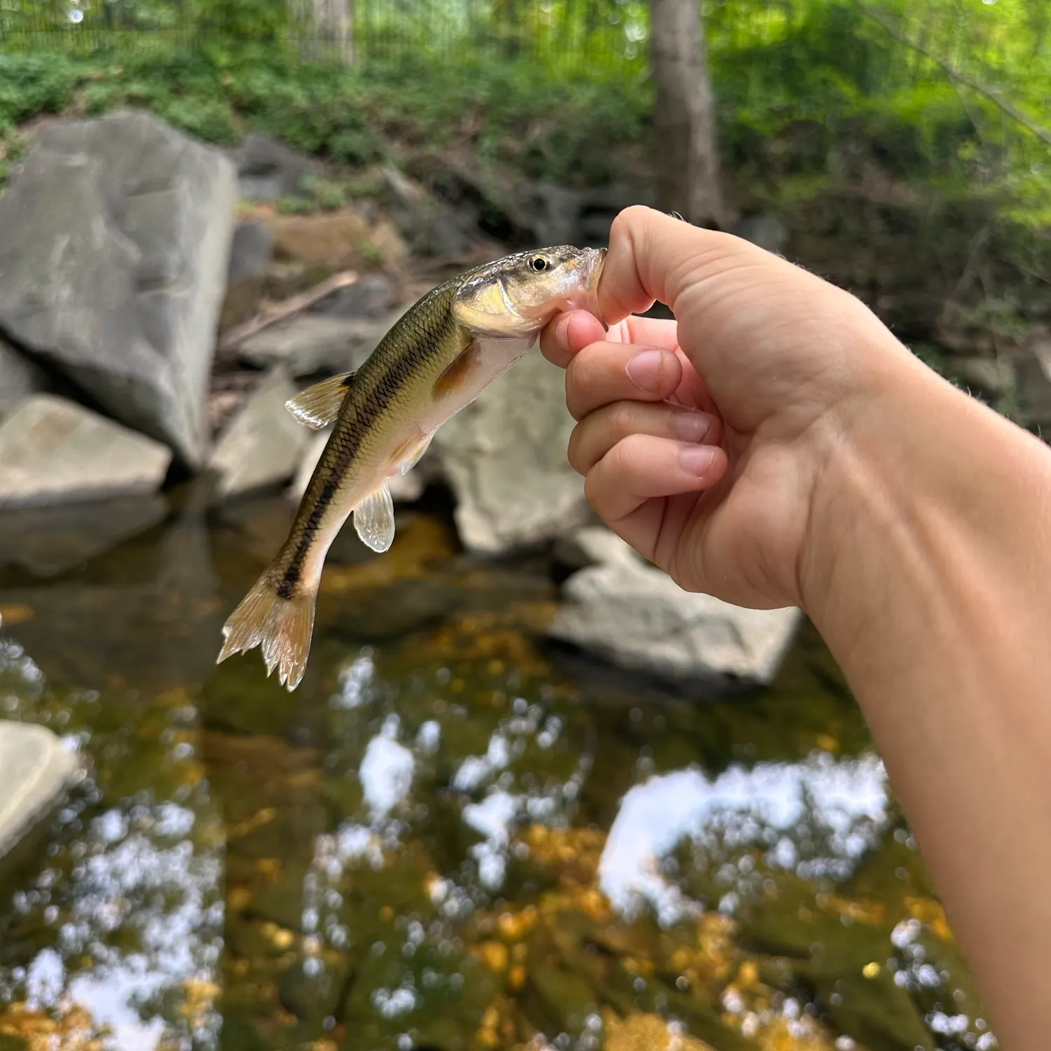 Creek chub caught on Fishbrain