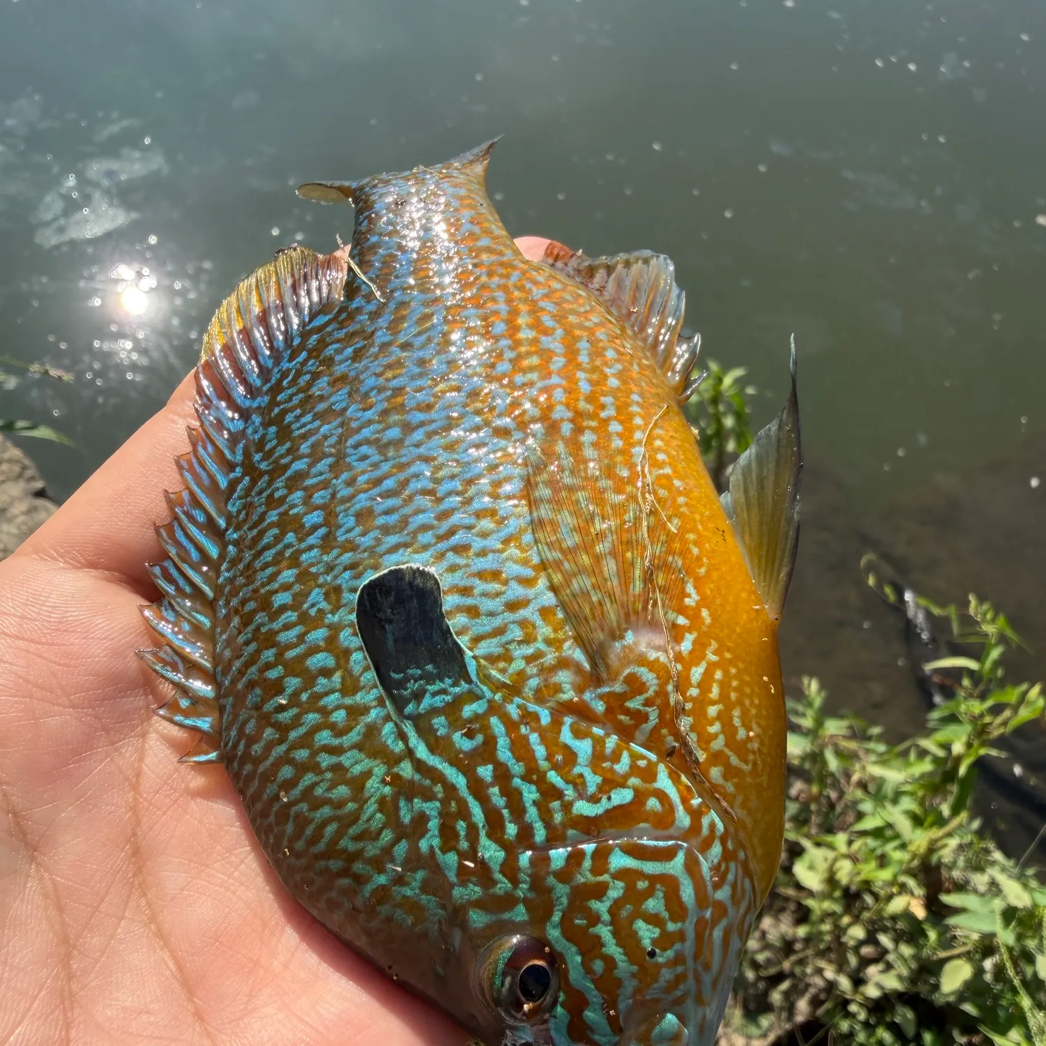 Longear sunfish caught on Fishbrain
