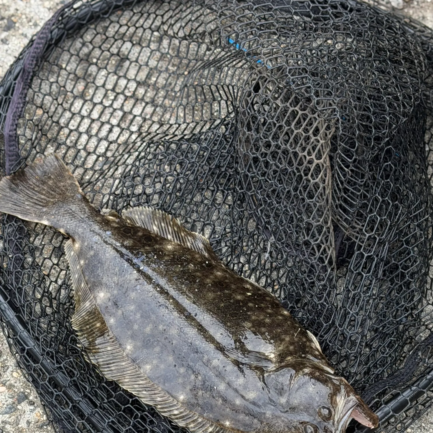 Summer flounder caught on Fishbrain