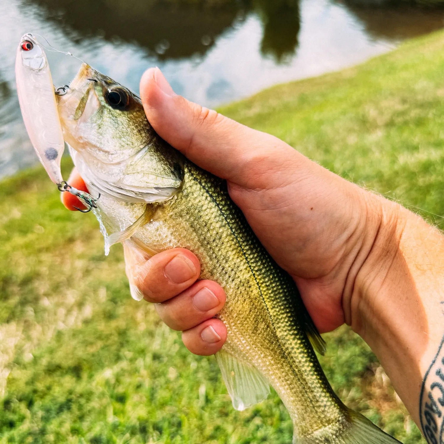 Largemouth bass caught on Fishbrain