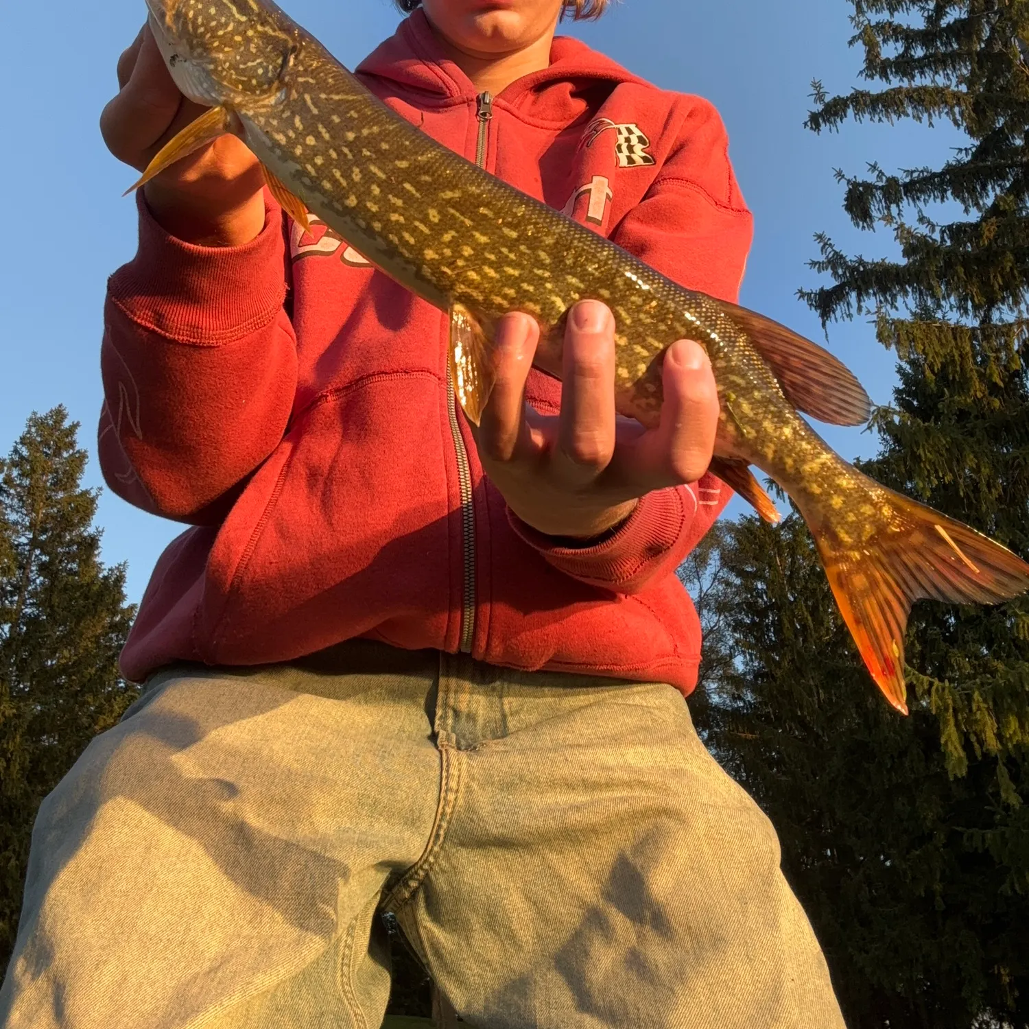 Northern pike caught on Fishbrain